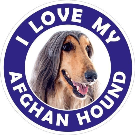 Afghan Hound