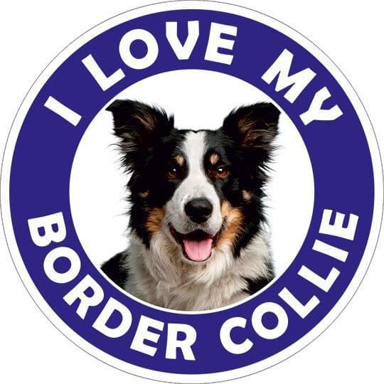 Border Collie sticker