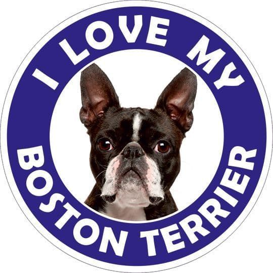 Boston Terrier sticker
