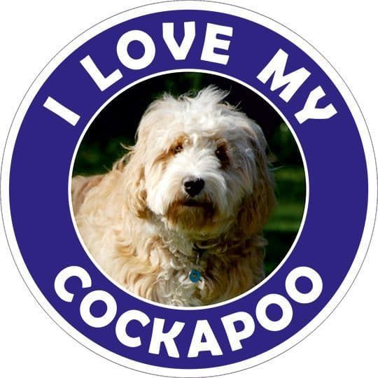 Cockapoo sticker