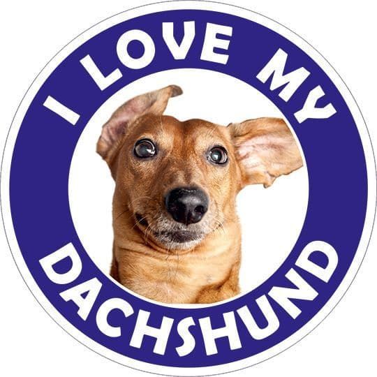 Dachshund sticker