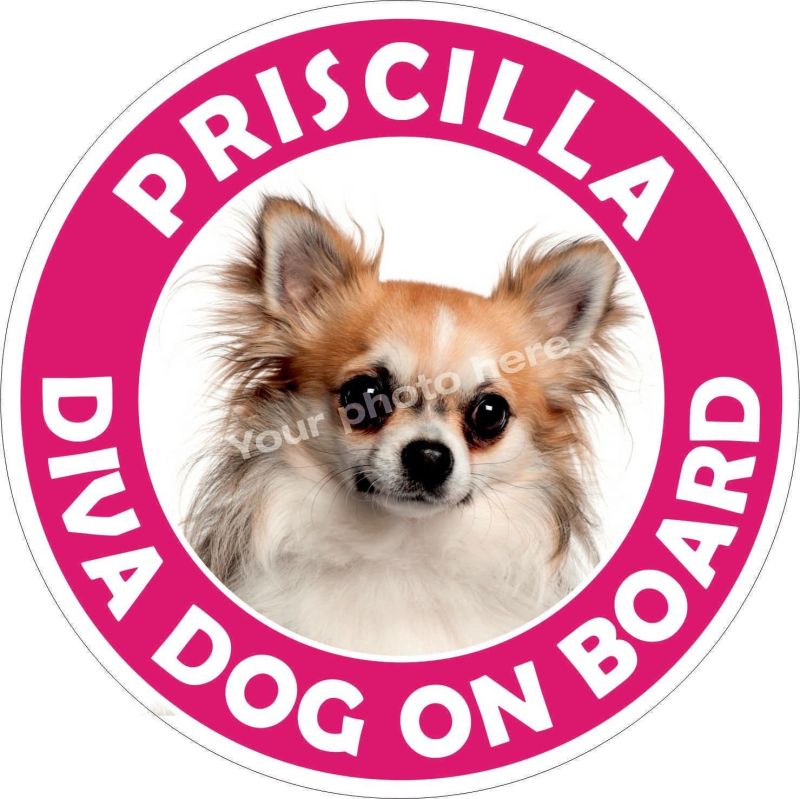Diva dog on board