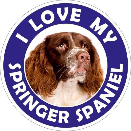 I love my Springer Spaniel