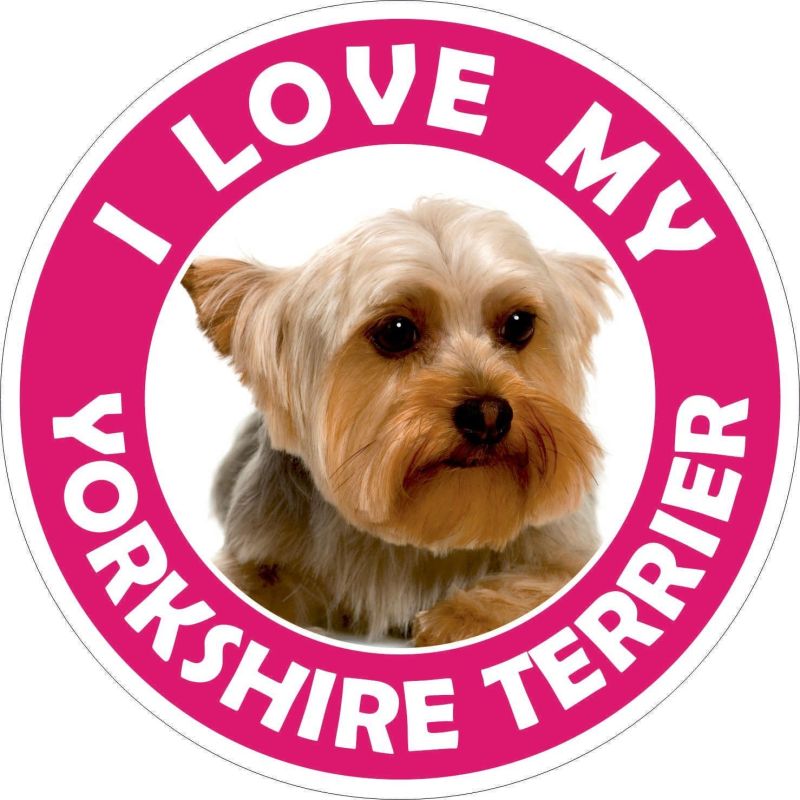 I love my Yorkshire Terrier
