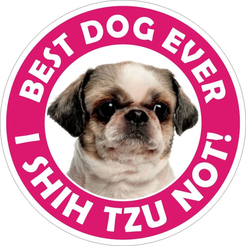 Shih Tzu Not
