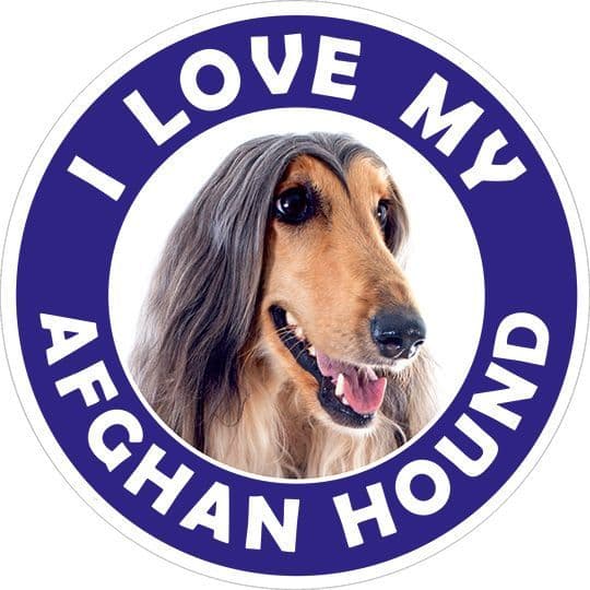 Afghan Hound