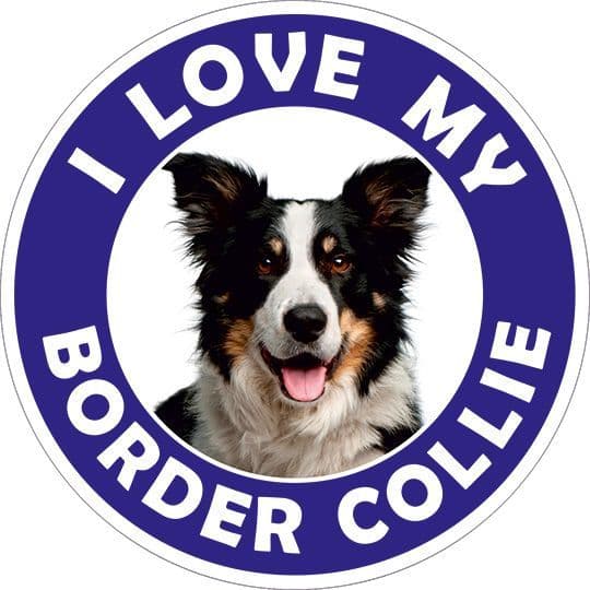 Border Collie sticker