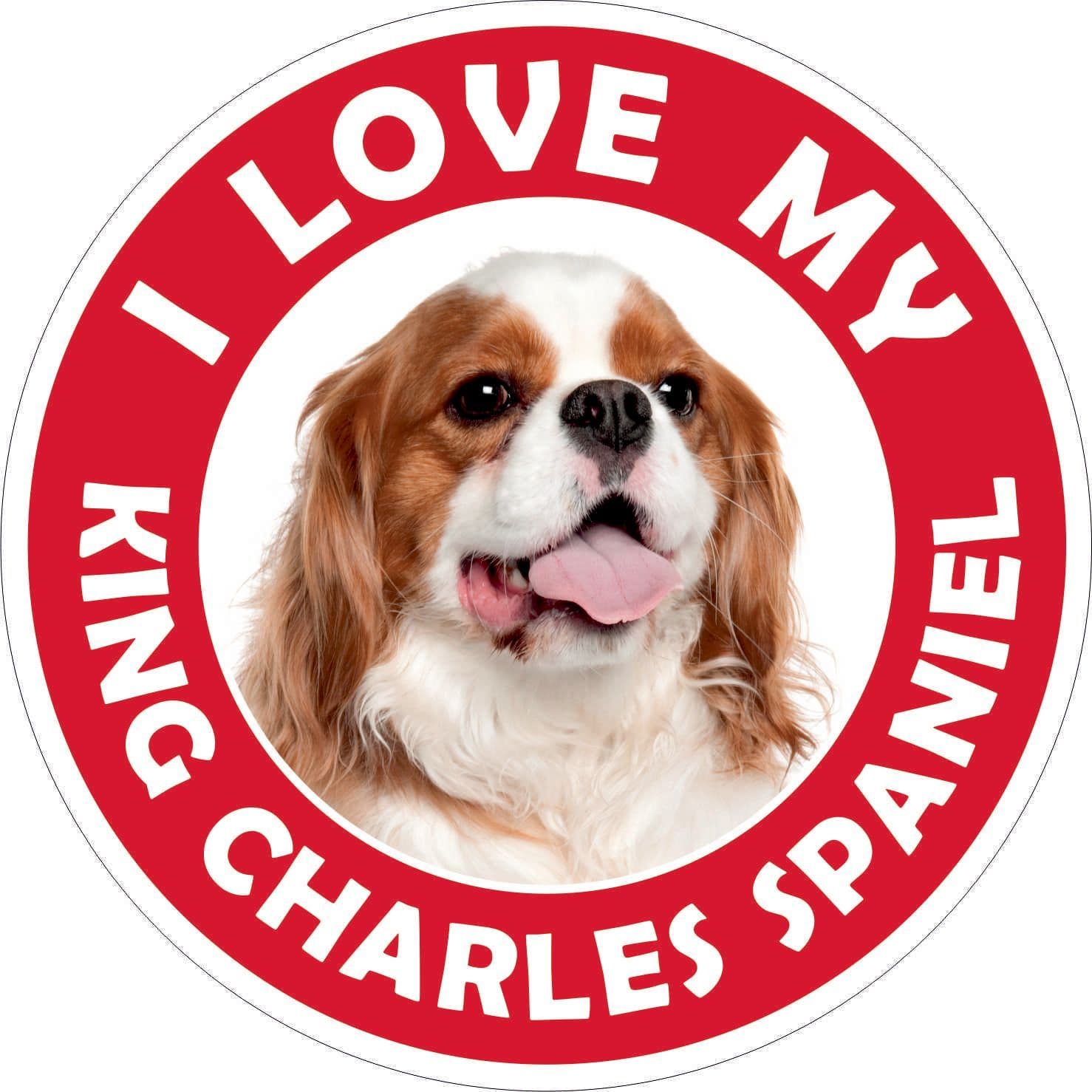 King Charles Spaniel sticker
